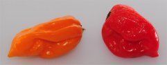 Scotch Bonnet Chilli peppers